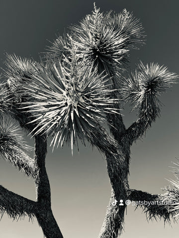 Joshua tree in black and white by Kat Lindsey