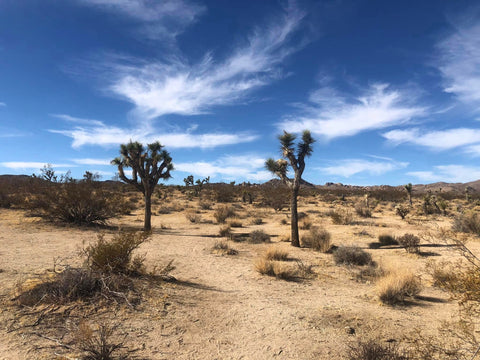 Joshua Trees and Clouds, November by Nadine Lynn Lanier